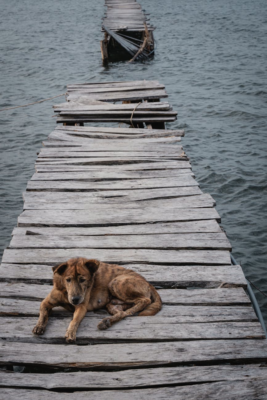 a brown dog on a pier