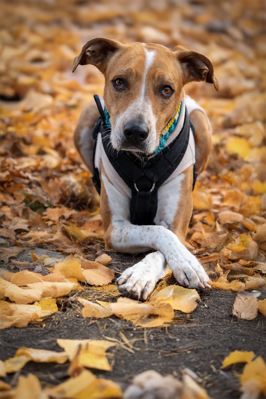 Los mejores arneses de soporte para perros mayores (guía sencilla)