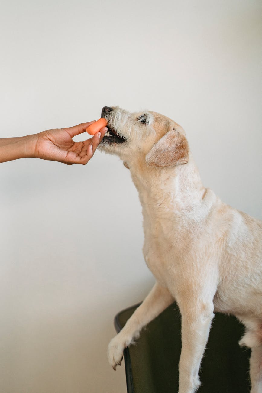 Dieta casera para perros seniors: recetas seguras