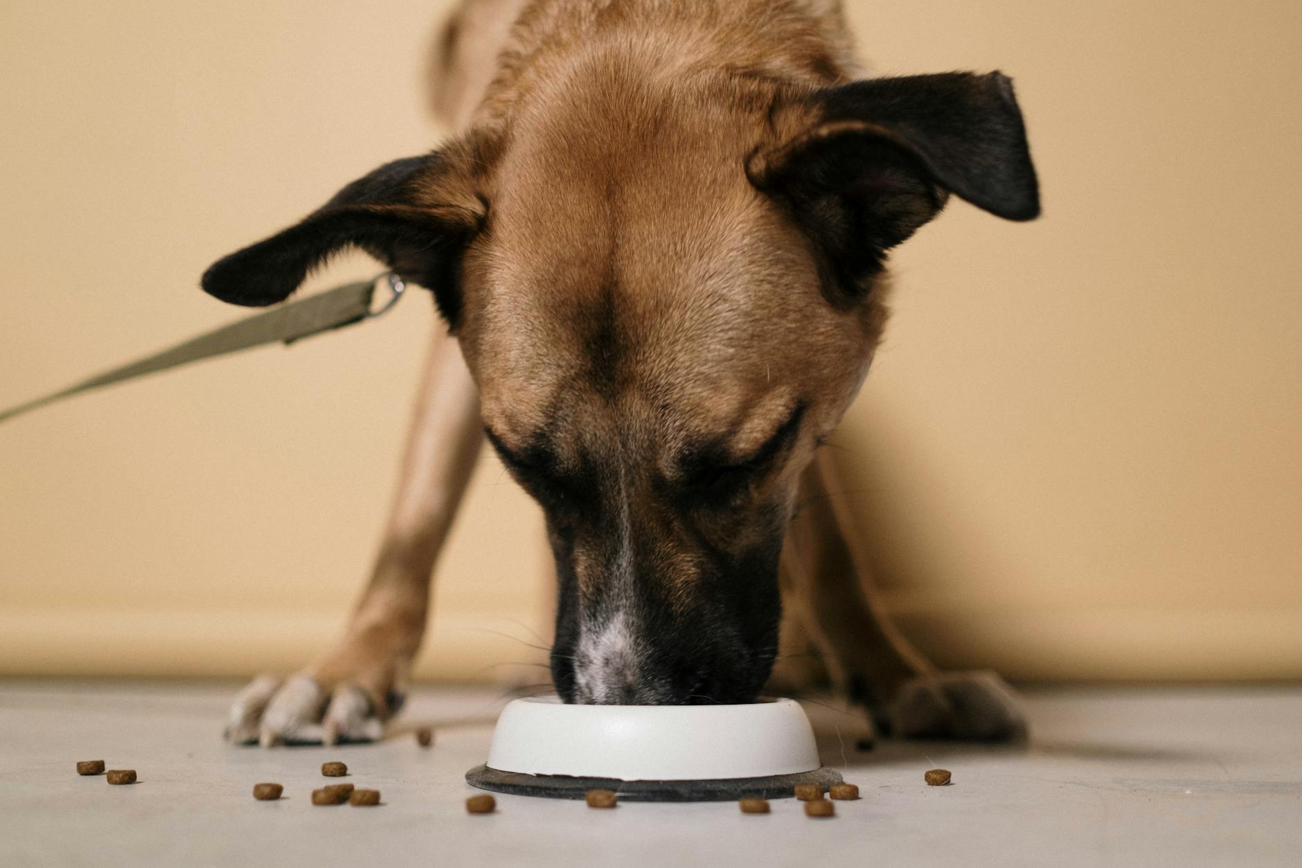 Dieta casera para perros seniors: recetas seguras